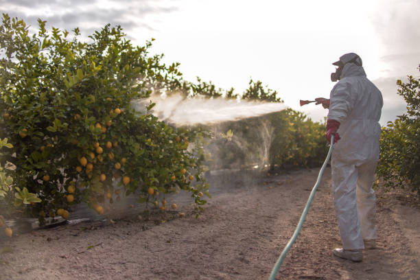 Best Local Pest Control Services  in Beesleys Point, NJ