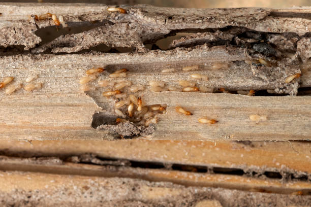 Best Pest Removal Services  in Beesleys Point, NJ